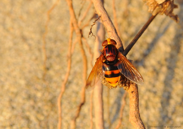 Volucella zonaria